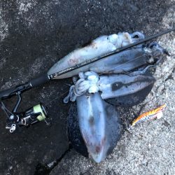 佐渡ヶ島エギング 36回目