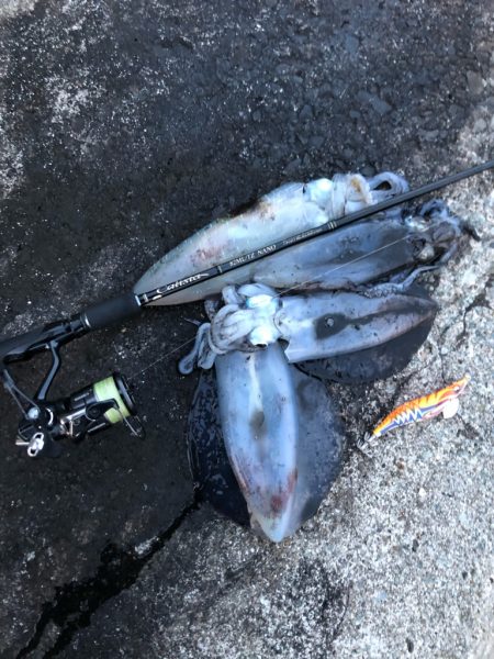 佐渡ヶ島エギング 36回目