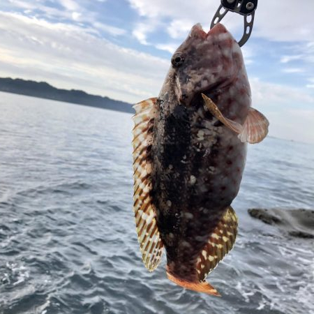 激ひき　ブダイ