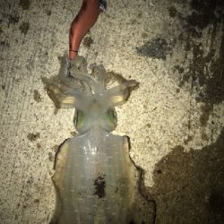 良型アオリイカとタコ