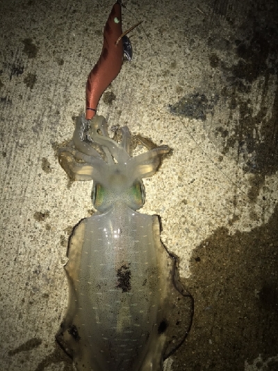 良型アオリイカとタコ