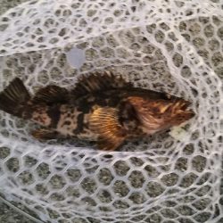 根魚は裏切らない