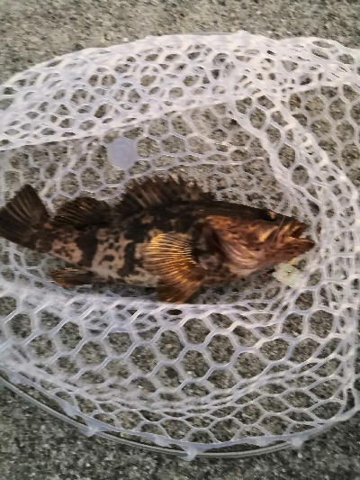 根魚は裏切らない