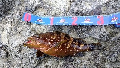 アカミズ（キジハタ）祭り