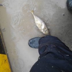 10/9釣果台風の中尺アジ3匹