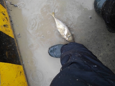 10/9釣果台風の中尺アジ3匹