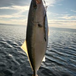 フクラギ、ダツ