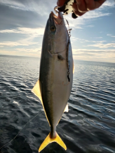 フクラギ、ダツ