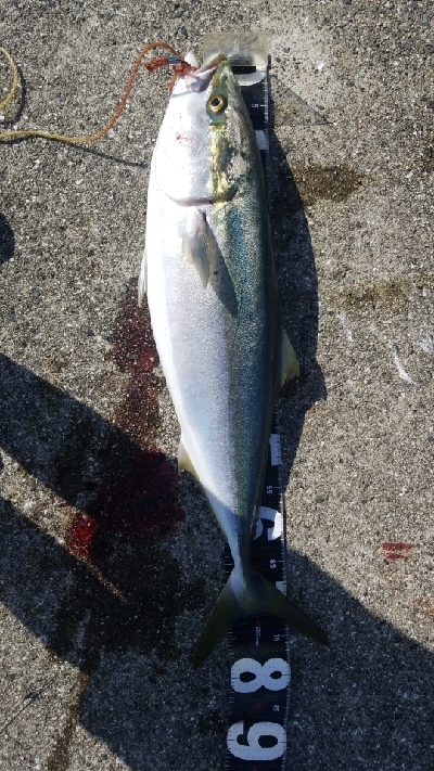 神戸沖堤防半夜結果