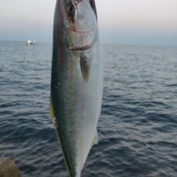 フクラギ、エソ