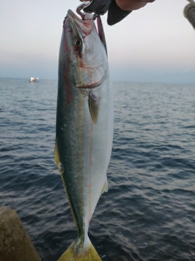 フクラギ、エソ