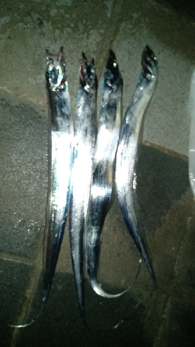 釣りドラ釣法でタチウオ