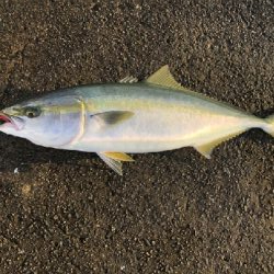 なんとかメジロ。