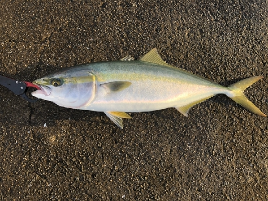 なんとかメジロ。