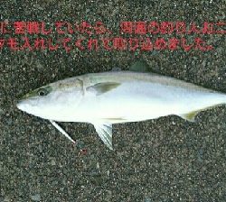 2020.4.16以来のメジロ64.9cmGET❗