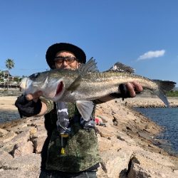 青物を求めて……