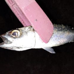 タチウオどこに···?