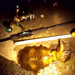 本当に秋イカか?