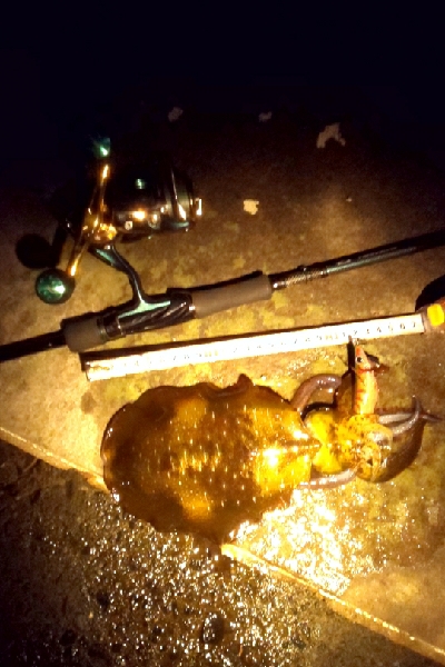 本当に秋イカか？