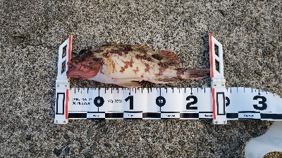 ガシラ、サバ、エソ