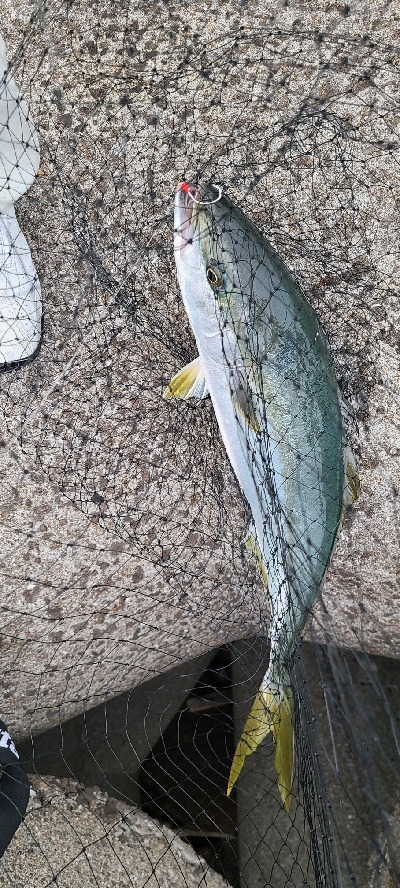 アジングからのショアジギ