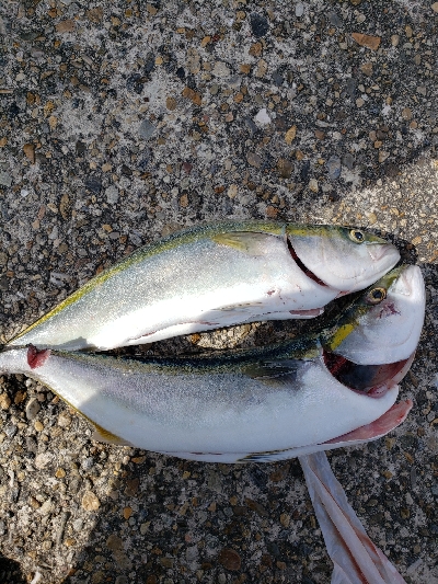 ハマチ　メジロ