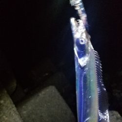 短時間で勝負　タチウオ編