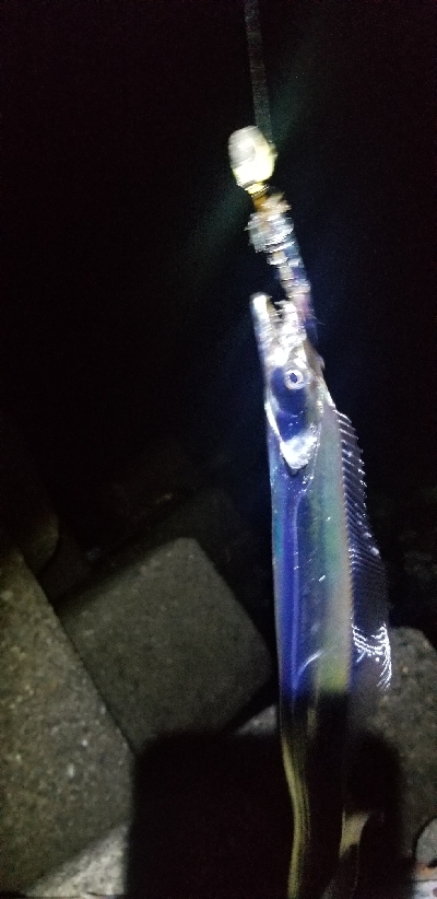 短時間で勝負　タチウオ編