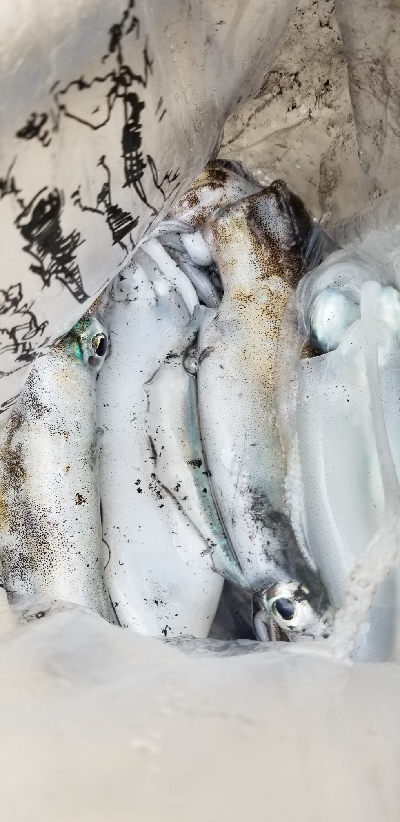 イカ釣れない