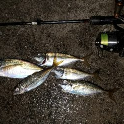 ほんまにおるんかなぁ?