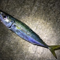 ショアジギング