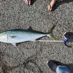 青物良い感じ♪