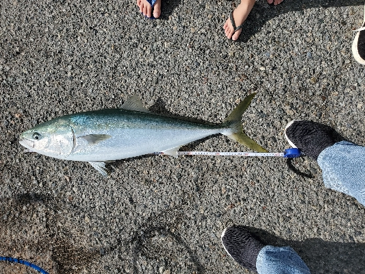 青物良い感じ♪