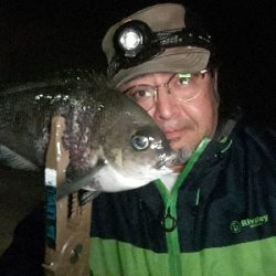 まぐれで、グレ