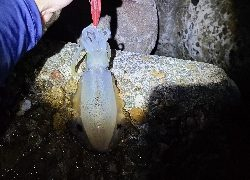 台風後激渋エギング