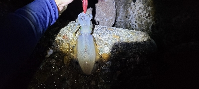 台風後激渋エギング