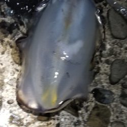 イカとタチウオを狙って。