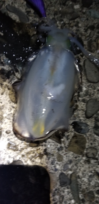 イカとタチウオを狙って。