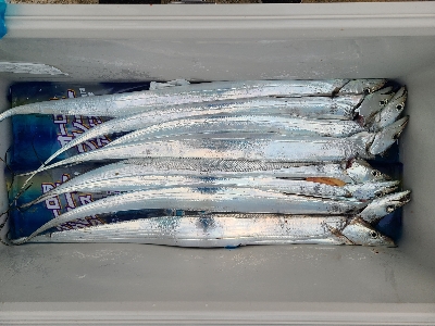 お久しぶりの太刀魚！