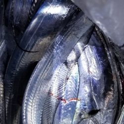 久しぶりのポイントでタチウオ