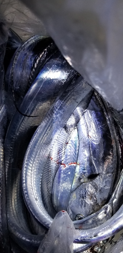 久しぶりのポイントでタチウオ