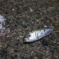 短時間アジング