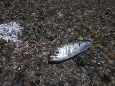 短時間アジング