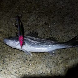 今季初物　チーバス(笑)