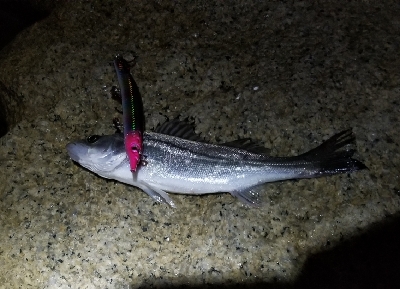 今季初物　チーバス(笑)