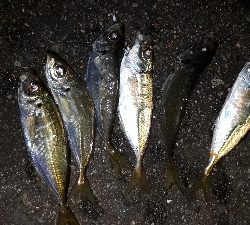 淡路島アジング