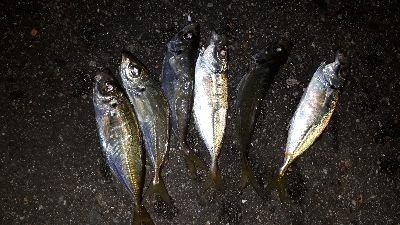 淡路島アジング