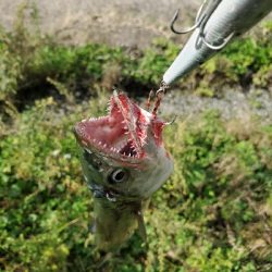其の魚、狂暴につき。