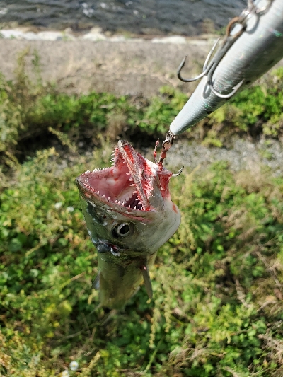 其の魚、狂暴につき。