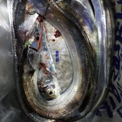 夕マズメのがしたけど。